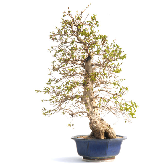 Koreanische Hainbuche, 76 cm, ± 50 Jahre alt (Yamadori) mit einem Nebari von 20 und einem Baumstamm von 15 cm Durchmesser