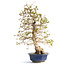 Charme coréen, 76 cm, ± 50 ans (yamadori) avec un nebari de 20 et un tronc d'arbre de 15 cm de diamètre