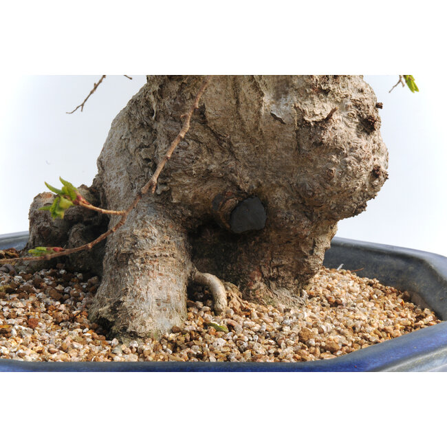 Charme coréen, 76 cm, ± 50 ans (yamadori) avec un nebari de 20 et un tronc d'arbre de 15 cm de diamètre