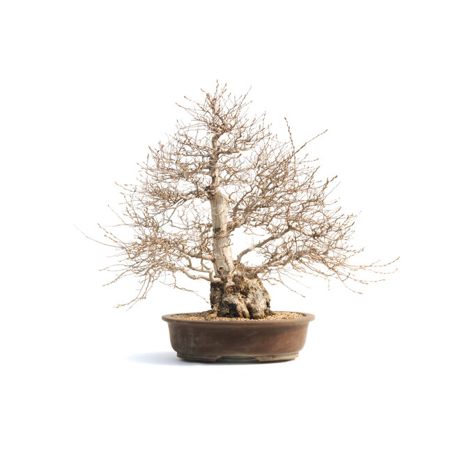 Koreaanse haagbeuk, 75 cm, ± 50 jaar oud (yamadori) met een nebari van 28 en een boomstam van 18 cm in diameter