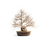 Carpino coreano, 75 cm, ± 50 anni (yamadori) con un nebario di 28 e un tronco d'albero di 18 cm di diametro