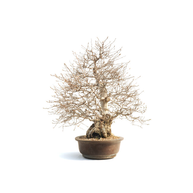 Charme coréen, 75 cm, ± 50 ans (yamadori) avec un nebari de 28 et un tronc d'arbre de 18 cm de diamètre