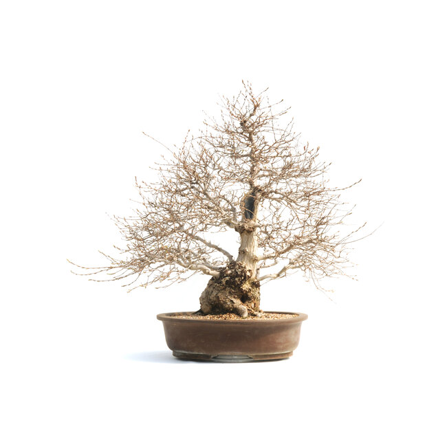 Koreaanse haagbeuk, 75 cm, ± 50 jaar oud (yamadori) met een nebari van 28 en een boomstam van 18 cm in diameter