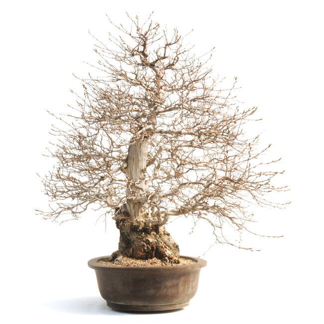 Korean hornbeam, 75 cm, ± 50 years old (yamadori) with a nebari of 28 and a tree trunk of 18 cm in diameter