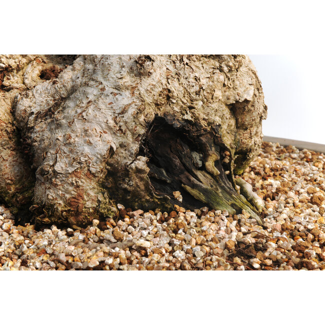 Koreaanse haagbeuk, 75 cm, ± 50 jaar oud (yamadori) met een nebari van 28 en een boomstam van 18 cm in diameter