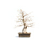 Carpe coreana, 78 cm, ± 50 años (yamadori) con un nebari de 32 y un tronco de árbol de 17 cm de diámetro