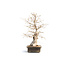 Korean hornbeam, 78 cm, ± 50 years old (yamadori) with a nebari of 32 and a tree trunk of 17 cm in diameter