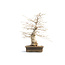 Korean hornbeam, 78 cm, ± 50 years old (yamadori) with a nebari of 32 and a tree trunk of 17 cm in diameter