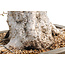 Koreaanse haagbeuk, 78 cm, ± 50 jaar oud (yamadori) met een nebari van 32 en een boomstam van 17 cm in diameter