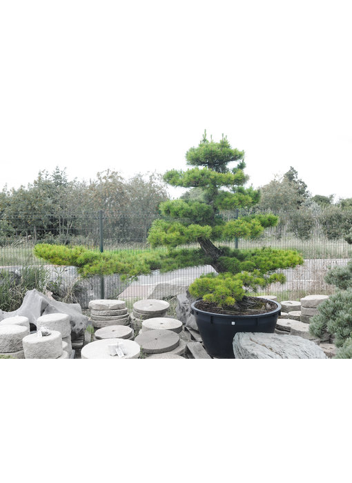 Japanese black pine, 230 cm, ± 40 years old