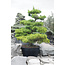 Japanese black pine, 230 cm, ± 40 years old, in a pot with a capacity of 500 liters