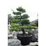 Japanese black pine, 230 cm, ± 40 years old, in a pot with a capacity of 500 liters