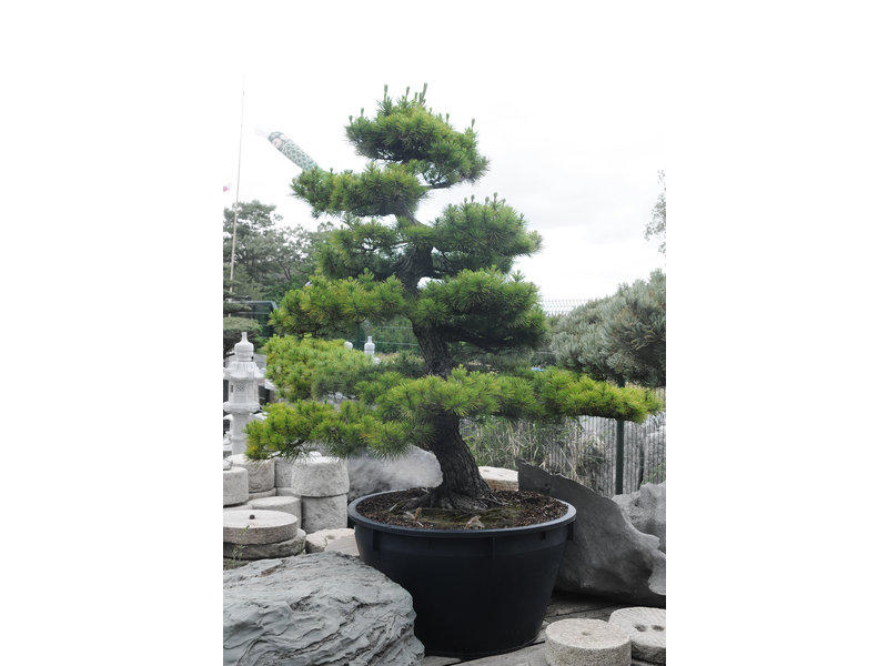 Japanese black pine, 230 cm, ± 40 years old, in a pot with a capacity of 500 liters
