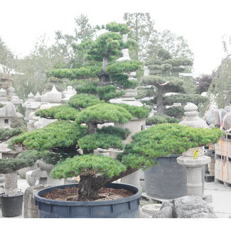  Sala Garden - Bandeja de plástico grande para plantas de árbol  bonsái y plantas de interior de 15.7 x 11.8 x 11.8 in : Patio, Césped y  Jardín