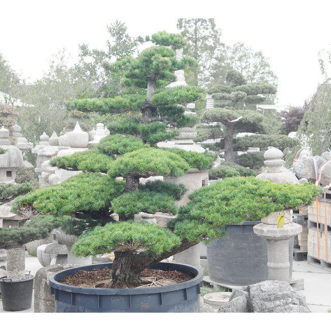 Japanese white pine, 200 cm, ± 45 years old, in a pot with a capacity of 600 liters