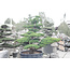 Japanese white pine, 200 cm, ± 45 years old, in a pot with a capacity of 600 liters