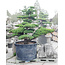 Japanese white pine, 200 cm, ± 45 years old, in a pot with a capacity of 600 liters