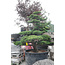 Japanese white pine, 200 cm, ± 45 years old, in a pot with a capacity of 600 liters