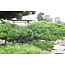 Japanese white pine, 200 cm, ± 45 years old, in a pot with a capacity of 600 liters