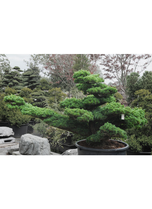 Japanese white pine, 160 cm, ± 45 years old