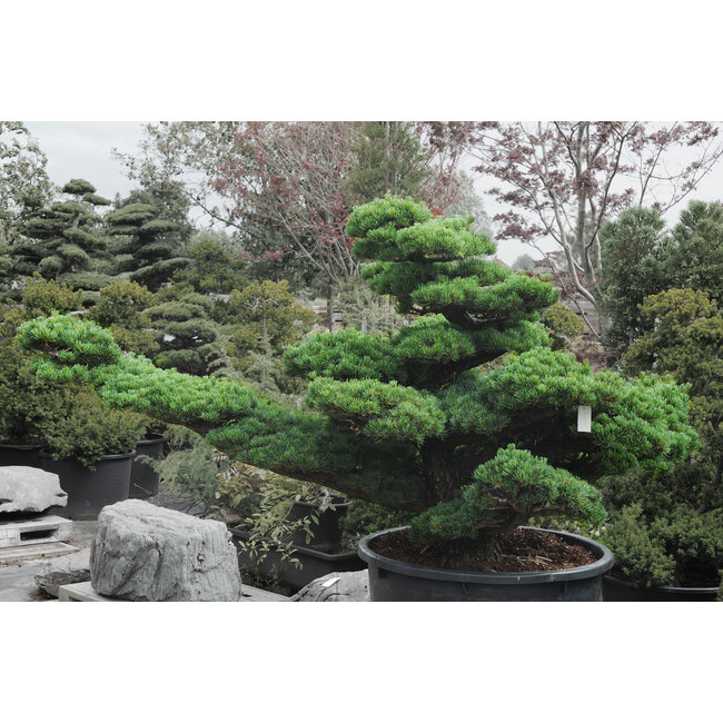Japanese white pine, 160 cm, ± 45 years old, in a pot with a capacity of 525 liters