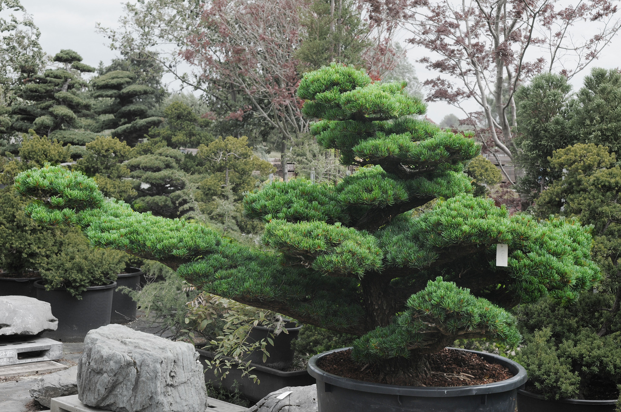 Japanische Weikiefer, 160 cm,  45 Jahre alt - Bonsai Plaza