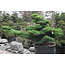 Japanese white pine, 160 cm, ± 45 years old, in a pot with a capacity of 525 liters