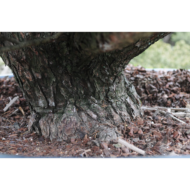 Japanese white pine, 160 cm, ± 45 years old, in a pot with a capacity of 525 liters