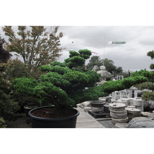 Japanese white pine, 160 cm, ± 45 years old, in a pot with a capacity of 525 liters