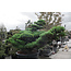 Japanese white pine, 160 cm, ± 45 years old, in a pot with a capacity of 525 liters