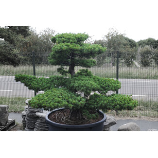 Japanese white pine, 150 cm, ± 40 years old