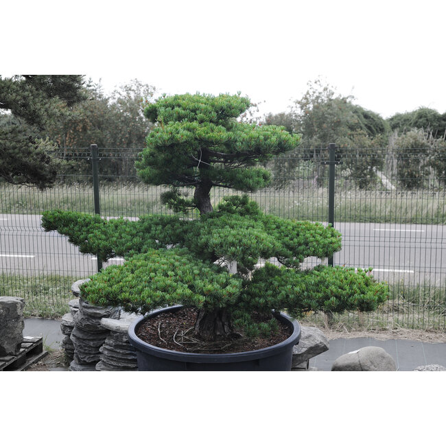 Bonsai, Pianta In Vaso Di Plastica, Con Circa 318 Foglie, Altezza Ca. 40 Cm, Bonsai Artificiali