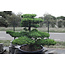 Japanese white pine, 150 cm, ± 40 years old, in a pot with a capacity of 525 liters