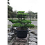 Japanese white pine, 150 cm, ± 40 years old, in a pot with a capacity of 525 liters