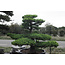 Japanese white pine, 150 cm, ± 40 years old, in a pot with a capacity of 525 liters