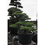 Japanese white pine, 150 cm, ± 40 years old, in a pot with a capacity of 525 liters