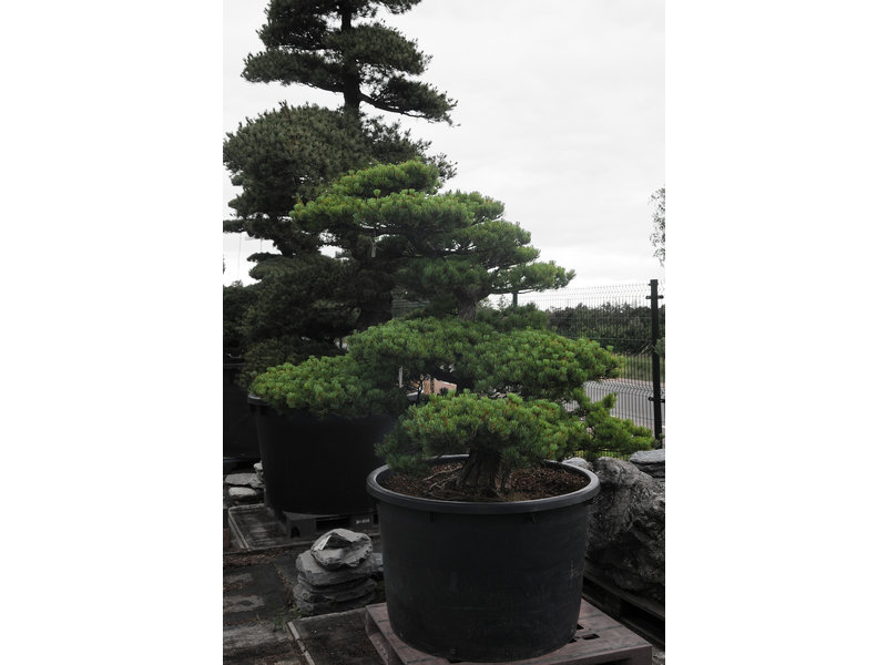 Japanese white pine, 150 cm, ± 40 years old, in a pot with a capacity of 525 liters