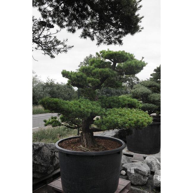 Japanese white pine, 150 cm, ± 40 years old, in a pot with a capacity of 525 liters