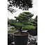 Japanese white pine, 150 cm, ± 40 years old, in a pot with a capacity of 525 liters