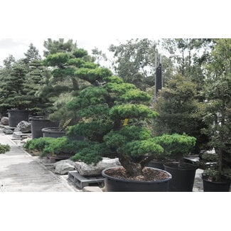 Japanese white pine, 180 cm, ± 35 years old