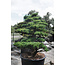 Japanese white pine, 180 cm, ± 35 years old, in a pot with a capacity of 360 liters