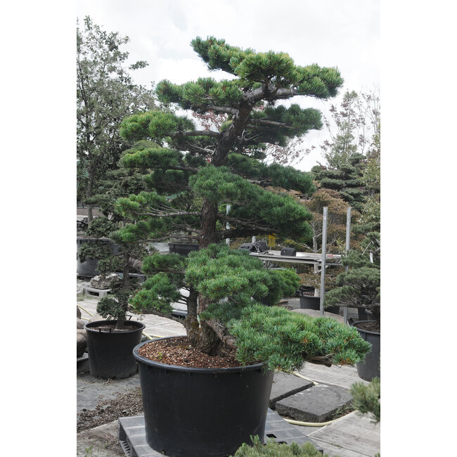 Japanse witte den, 180 cm, ± 35 jaar oud, in een pot met een inhoud van 360 liter