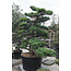 Japanese white pine, 180 cm, ± 35 years old, in a pot with a capacity of 360 liters