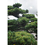 Japanese white pine, 180 cm, ± 35 years old, in a pot with a capacity of 360 liters