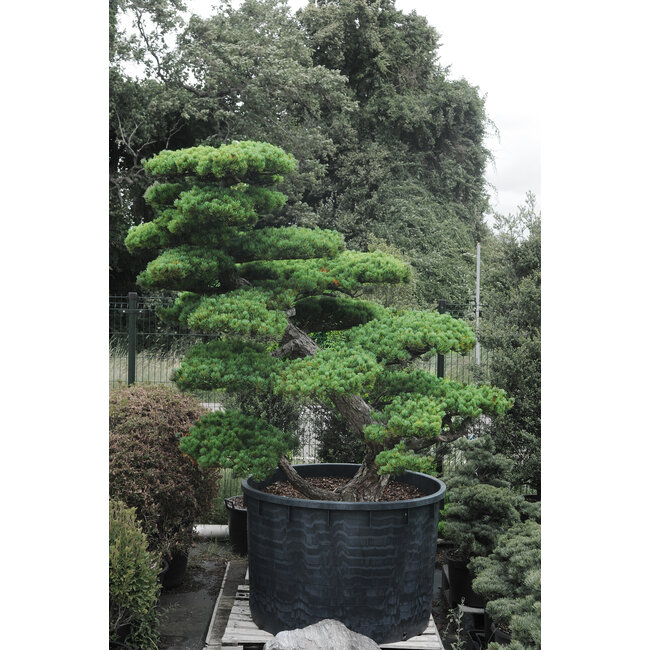 Japanse witte den, 220 cm, ± 55 jaar oud, in pot met een inhoud van 700 liter