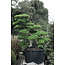 Japanese white pine, 220 cm, ± 55 years old, in a pot with a capacity of 700 liters