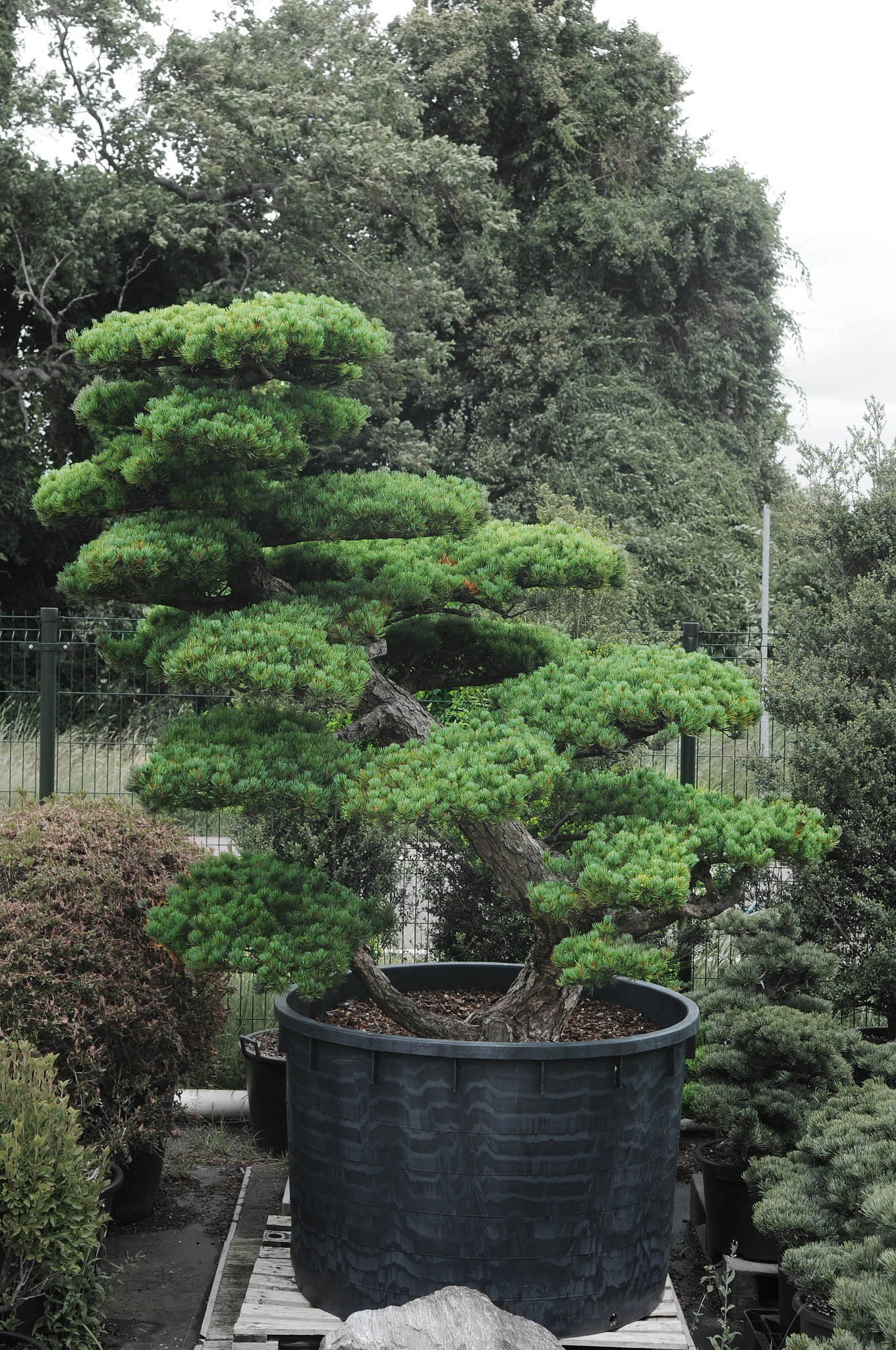 Japanese white pine, 220 cm, ± 55 years old - Bonsai Plaza