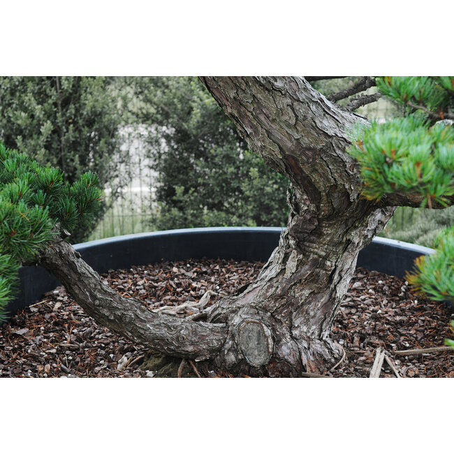 Pino blanco japonés, 220 cm, ± 55 años, en maceta de 700 litros de capacidad