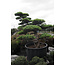 Japanese white pine, 220 cm, ± 55 years old, in a pot with a capacity of 700 liters