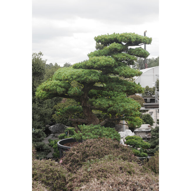 Japanische Weißkiefer, 220 cm, ± 55 Jahre alt, in einem Topf mit einem Fassungsvermögen von 700 Litern